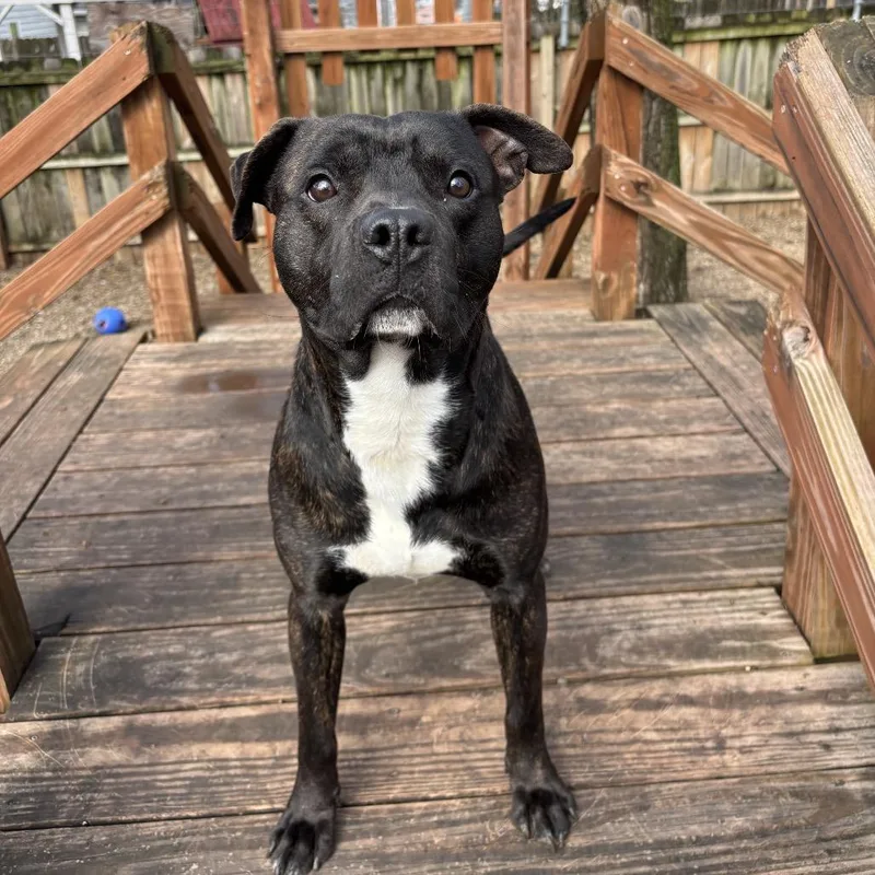 An adult medium-sized male Black Mixed Breed dog named Brody for adoption in Kansas City, MO