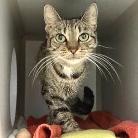 A young medium-sized female Tabby (Brown / Chocolate) Domestic Short Hair cat named Fydor for adoption in Hudson, NY