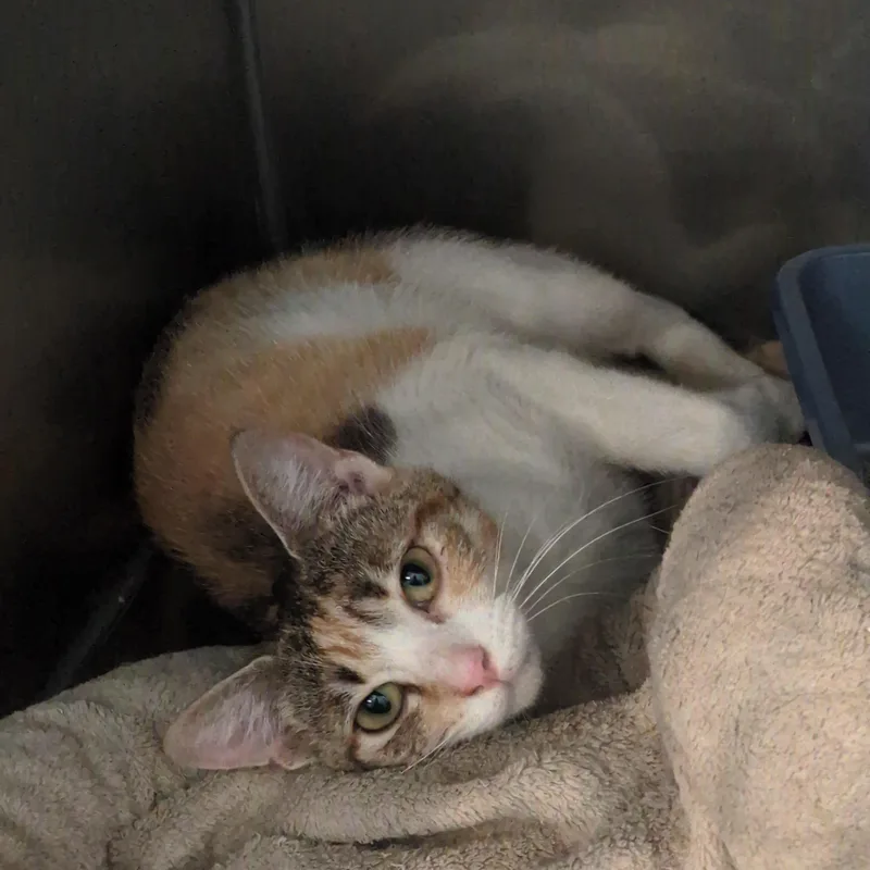 An adult small-sized female Domestic Short Hair cat named Cali for adoption in Bedford, VA