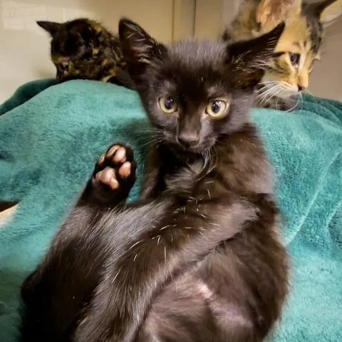 A baby small-sized female Black Domestic Short Hair cat named Gizmo for adoption in Redwood City, CA