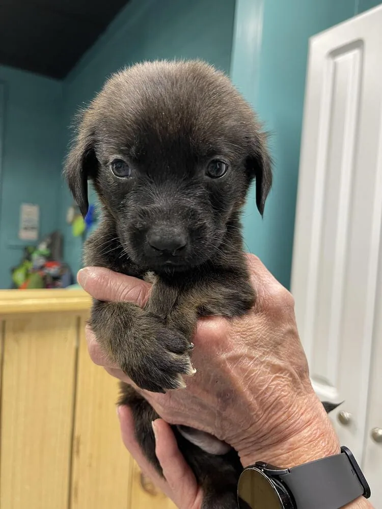 Marshall thumbnail 2