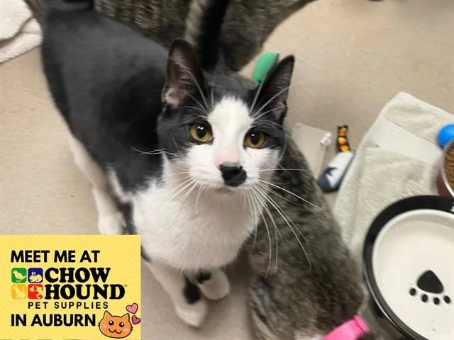 A young medium-sized male Domestic Short Hair cat named Mico for adoption in Fort Wayne, IN