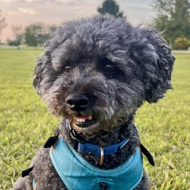 Walter