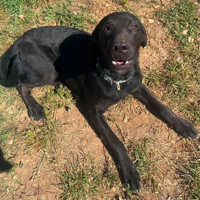 A young large-sized female Black Labrador Retriever dog named Lola for adoption in Hackett, AR
