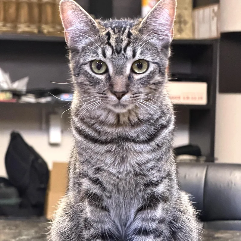 A baby medium-sized male Tabby (Brown / Chocolate) Domestic Medium Hair cat named Bruno for adoption in Liverpool, TX