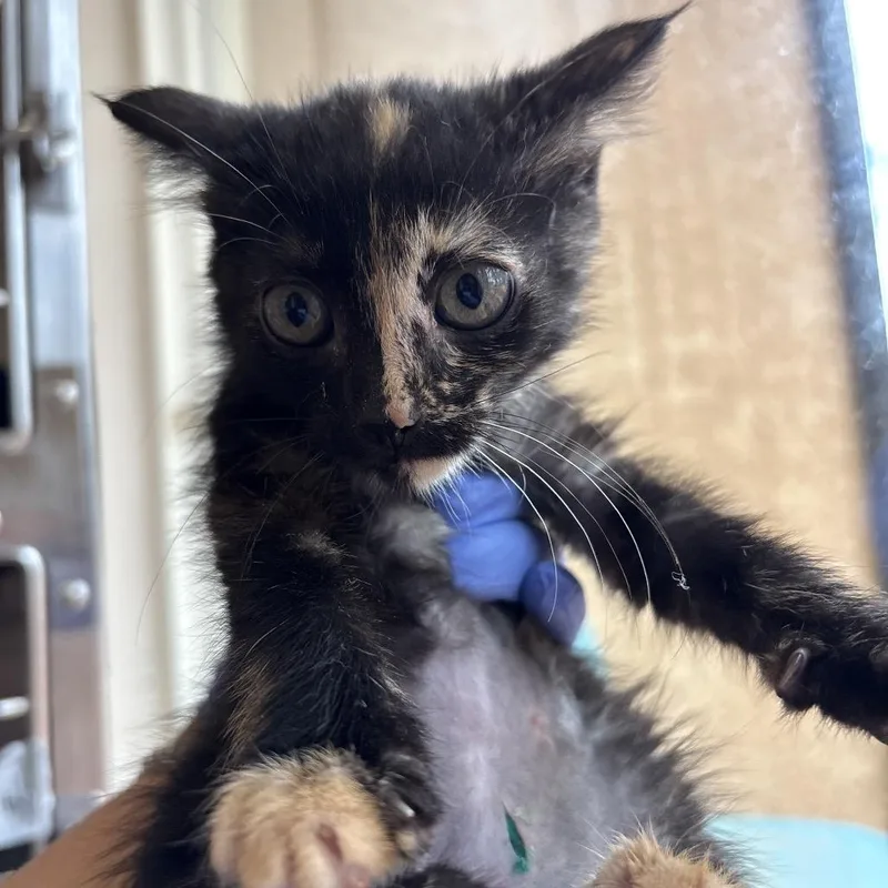 A baby small-sized female Tortoiseshell Domestic Short Hair cat named Kuromi for adoption in Kanab, UT