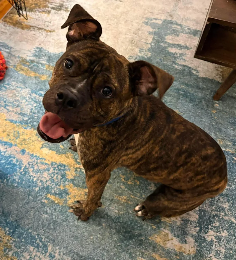 An adult medium-sized female Brindle Pit Bull Terrier dog named Birdie for adoption in Clay, NY