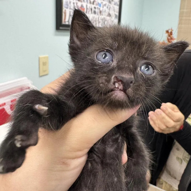 A baby small-sized male Black Domestic Short Hair cat named Dumbo for adoption in Lauderhill, FL