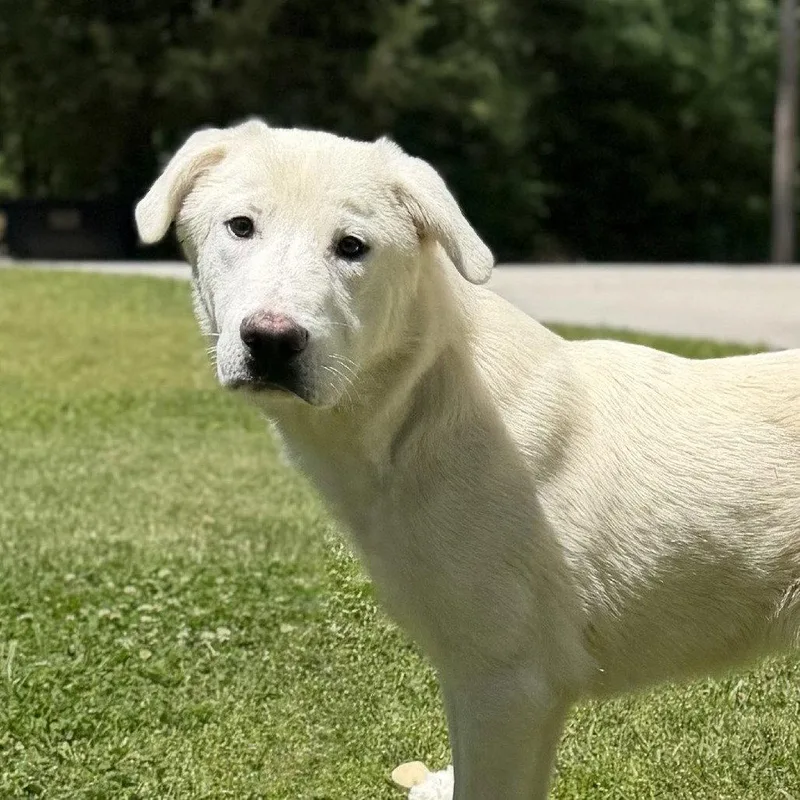 A baby medium-sized male Great Pyrenees dog named Stefan for adoption in Locust Fork, AL