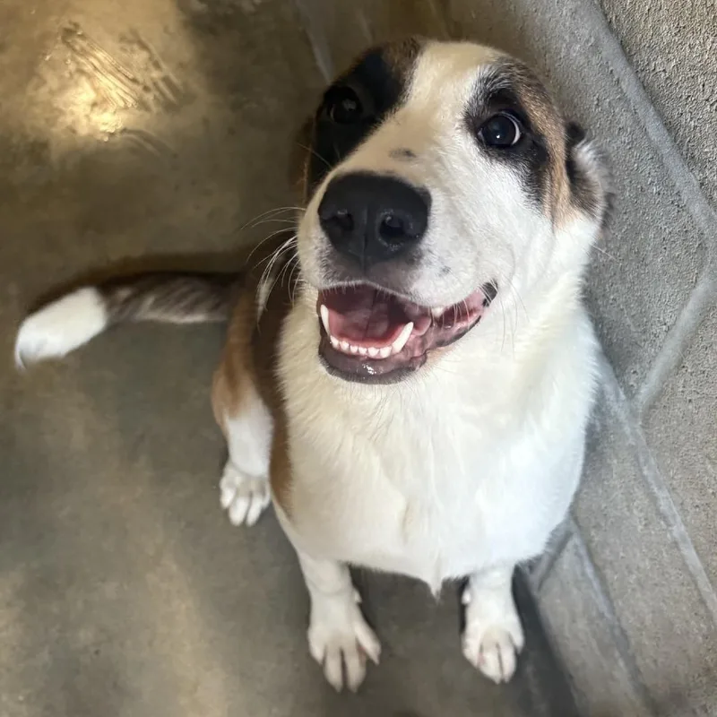 An adult medium-sized female White / Cream Mixed Breed dog named Hazel for adoption in Bentonville, AR