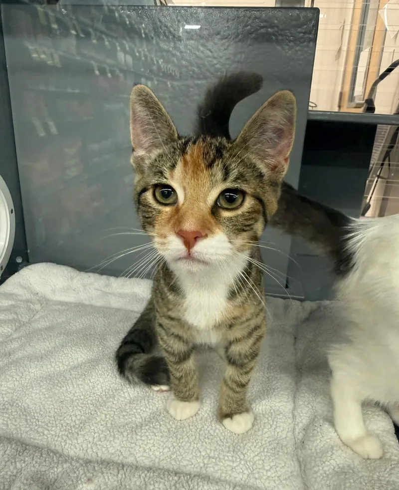 A baby medium-sized female Calico cat named Pebble for adoption in Bay City, MI