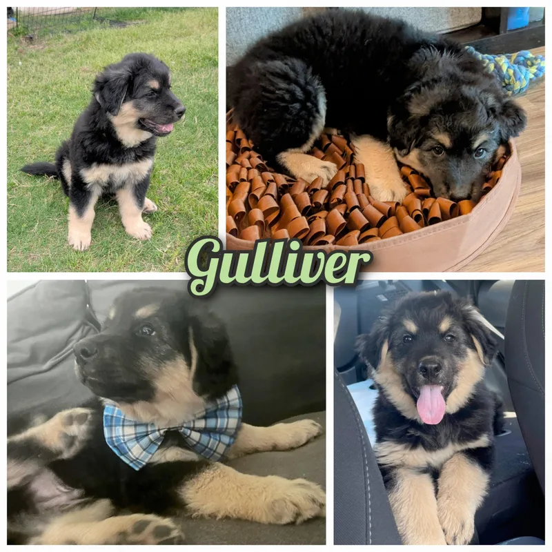 Gulliver thumbnail 4