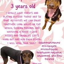 Seraphina thumbnail 2