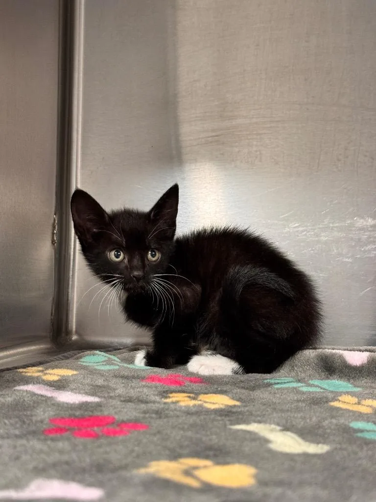 A baby small-sized female Domestic Short Hair cat named Sawyer for adoption in Labelle, FL