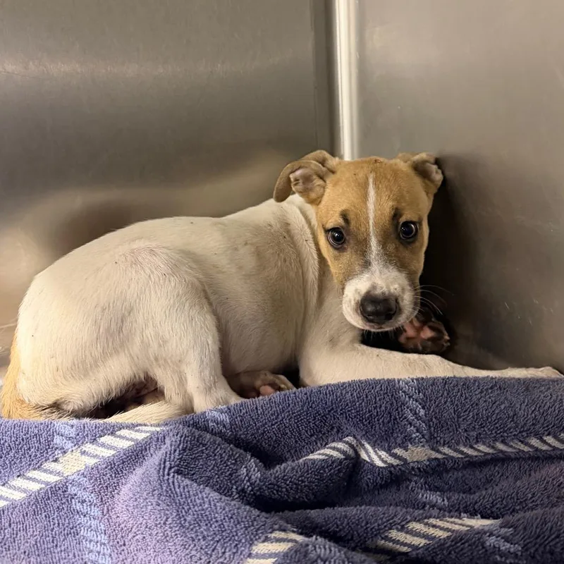 A baby small-sized female White / Cream Mixed Breed dog named StrayGeorgeStreet for adoption in Columbus, GA