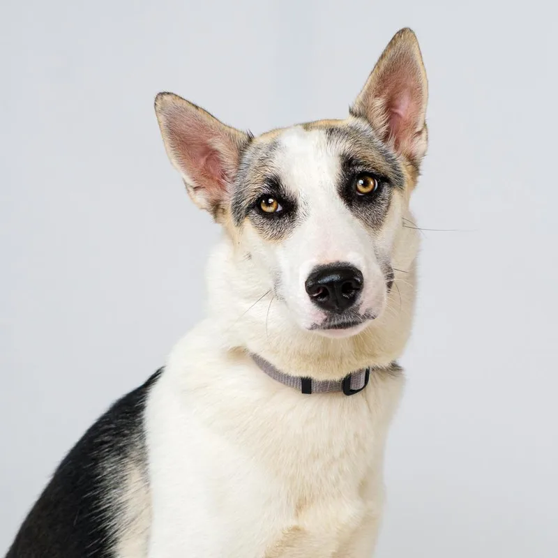 An adult large-sized female Gray / Blue / Silver Husky dog named Yukon for adoption in Palm Springs, CA