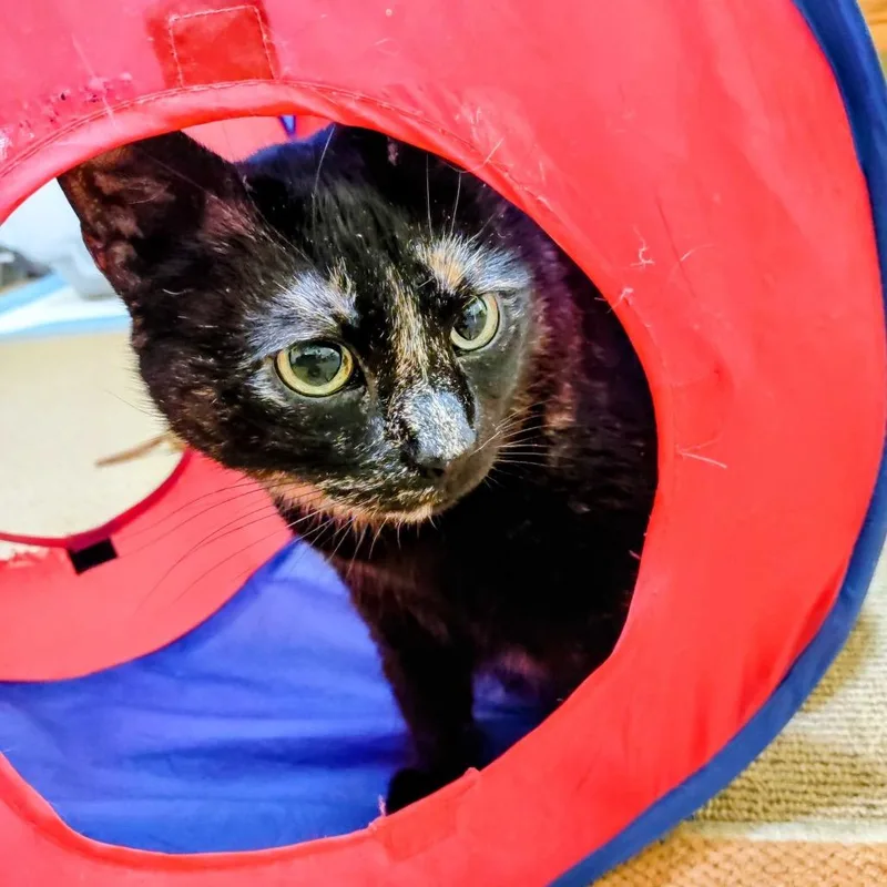 Missy thumbnail 3