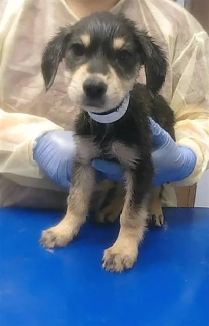 A baby small-sized female Golden Retriever dog named Milkdud for adoption in Phoenix, AZ
