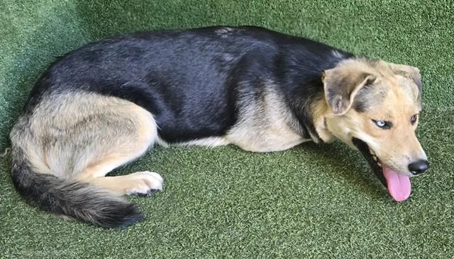 A young medium-sized female German Shepherd Dog dog named Bam Bam for adoption in Lancaster, CA