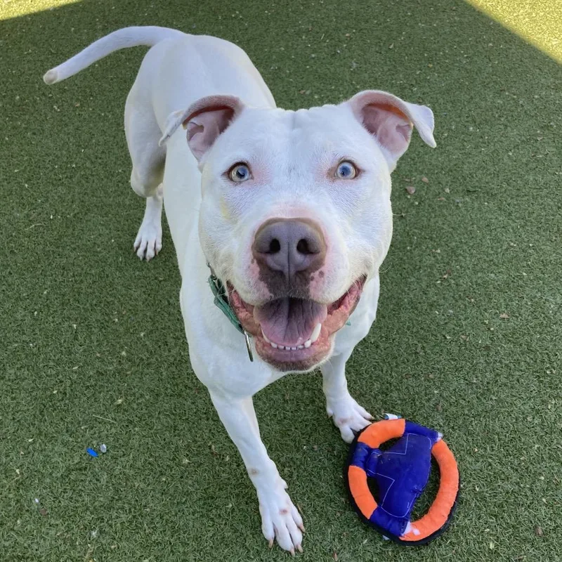 An adult large-sized male White / Cream Mixed Breed dog named Coco for adoption in Providence, RI