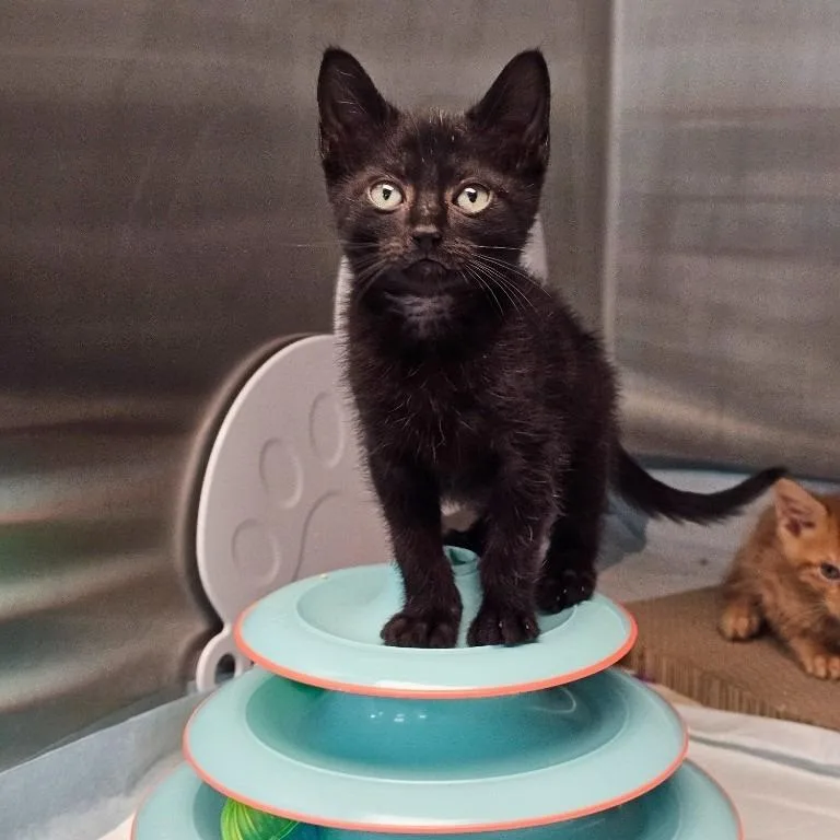 A baby medium-sized male Domestic Short Hair cat named Thor for adoption in Shoreline, WA