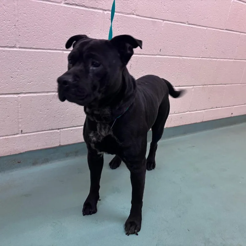 An adult medium-sized male Black Mixed Breed dog named Paul for adoption in Memphis, TN