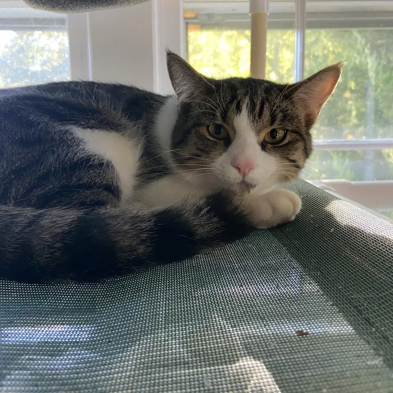 An adult small-sized male Brown / Chocolate Domestic Short Hair cat named Sal Parnassus for adoption in Boston, MA