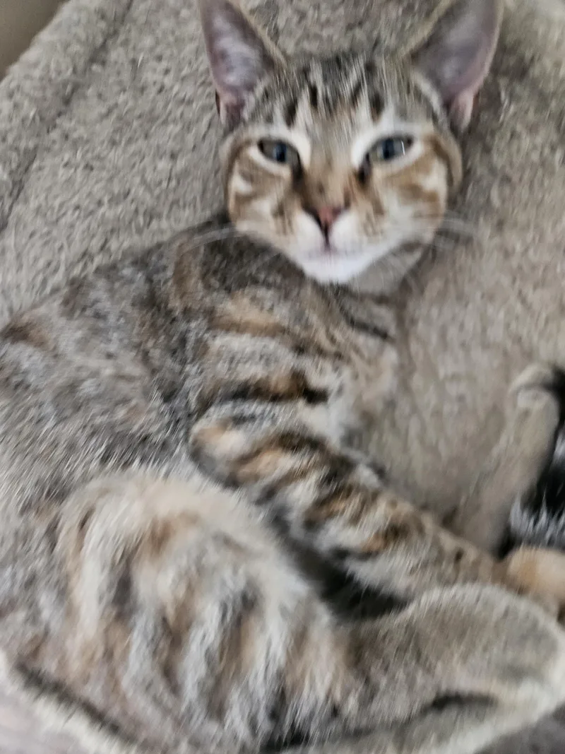 A young medium-sized female Tabby (Gray / Blue / Silver) Domestic Short Hair cat named Itsy for adoption