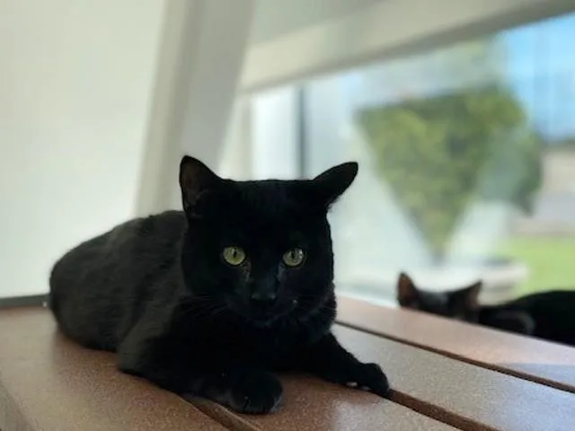 An adult small-sized female Domestic Short Hair cat named Gracie for adoption in Saint Louis, MO