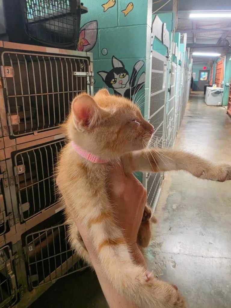 A baby medium-sized female Domestic Short Hair cat named Hydra for adoption in Rockport, TX