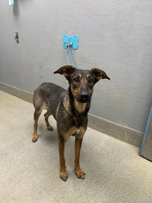 A young large-sized female Belgian Shepherd / Malinois dog named Diamond for adoption in Las Vegas, NV