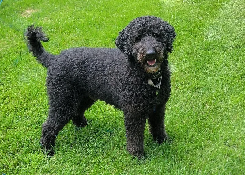 An adult medium-sized male Tricolor (Brown, Black, & White) Standard Poodle dog named Rocky for adoption in Rathdrum, ID