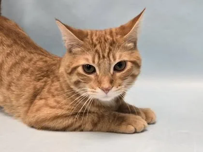 An adult small-sized male Domestic Short Hair cat named Chase for adoption in Coon Rapids, MN