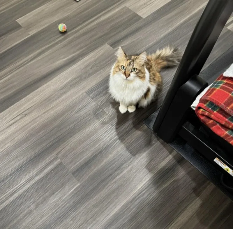 An adult small-sized female Calico cat named Precious C Harrell for adoption in Saunderstown, RI