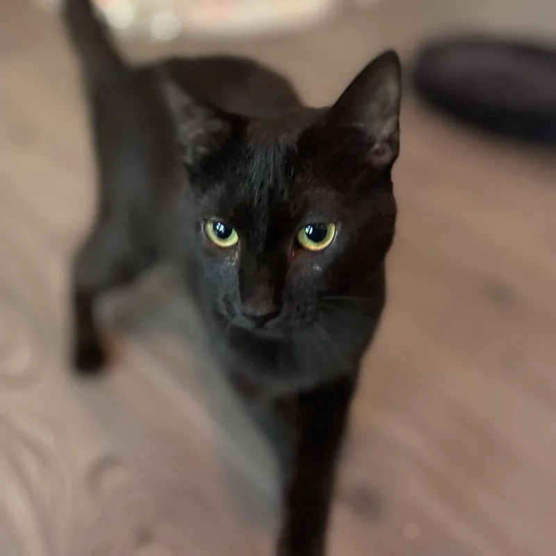 A young medium-sized female Domestic Short Hair cat named Luciana for adoption in Cumming, GA