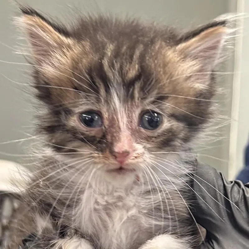 A baby small-sized female Brown / Chocolate Domestic Medium Hair cat named Wendy for adoption in Bentonville, AR