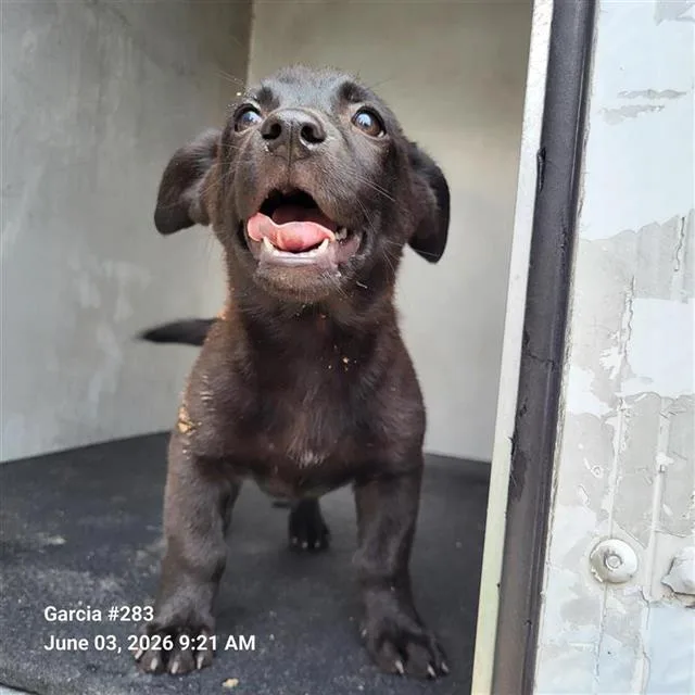 A baby small-sized female Belgian Shepherd / Malinois dog named Angie for adoption in San Antonio, TX