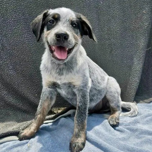 A baby medium-sized male Bicolor Australian Cattle Dog / Blue Heeler dog named Vinnie for adoption in Leesburg, AL