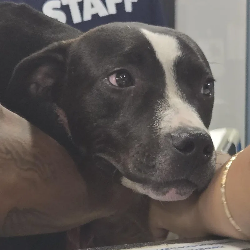 A young medium-sized male Black Pit Bull Terrier dog named Tank for adoption in Newark, NJ