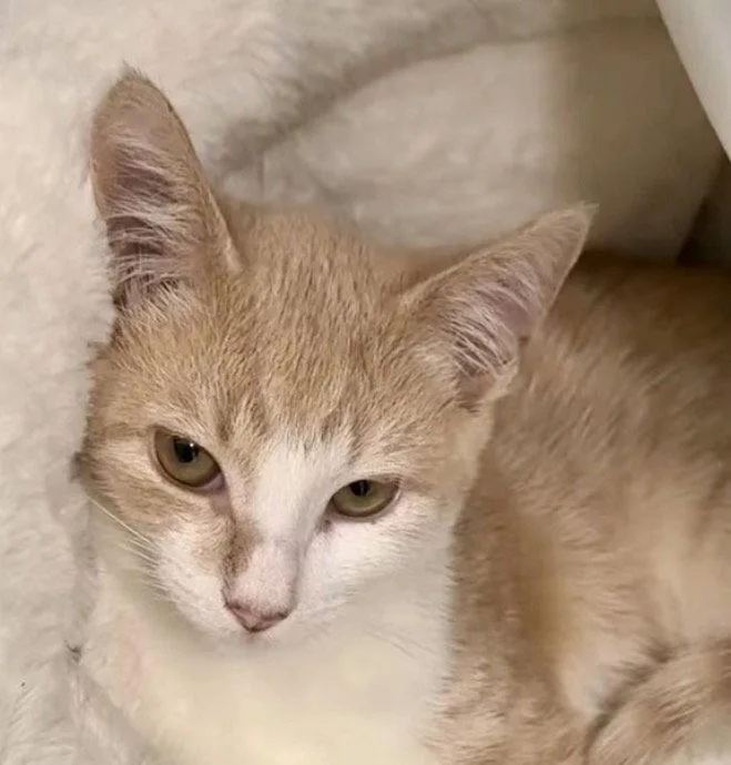 A baby medium-sized female Domestic Short Hair cat named Cheese for adoption in Hilton Head Island, SC