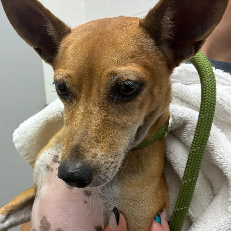 An adult small-sized female Yellow / Tan / Blond / Fawn Chihuahua dog named Destiny for adoption in Corpus Christi, TX
