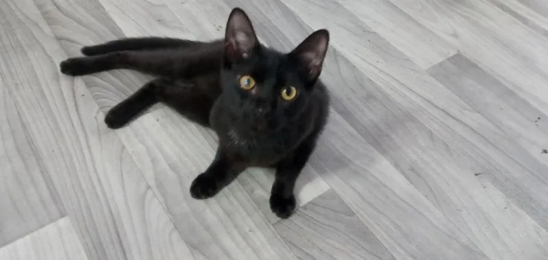 A young medium-sized male American Shorthair cat named Seaside for adoption in Naples, FL