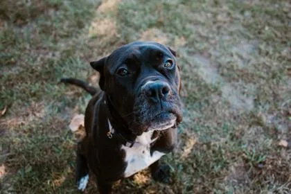 An adult large-sized female Cane Corso dog named Izzy for adoption in Belleville, MI