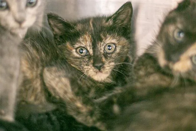 A baby small-sized female Domestic Short Hair cat named Tara for adoption in Charlotte, NC