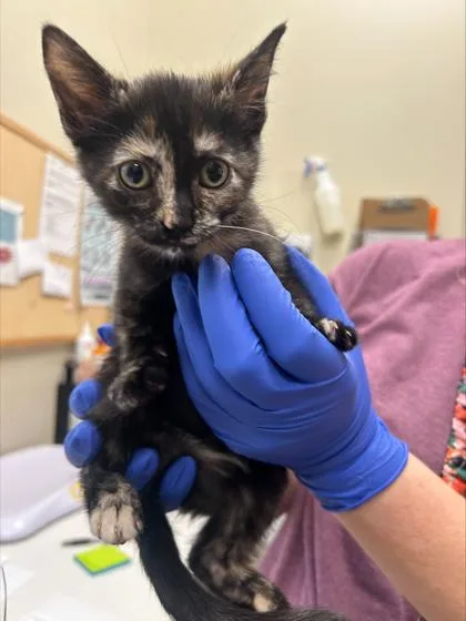 A baby small-sized female Domestic Short Hair cat named Frannie for adoption in Fishers, IN