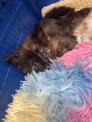 Frannie thumbnail 2