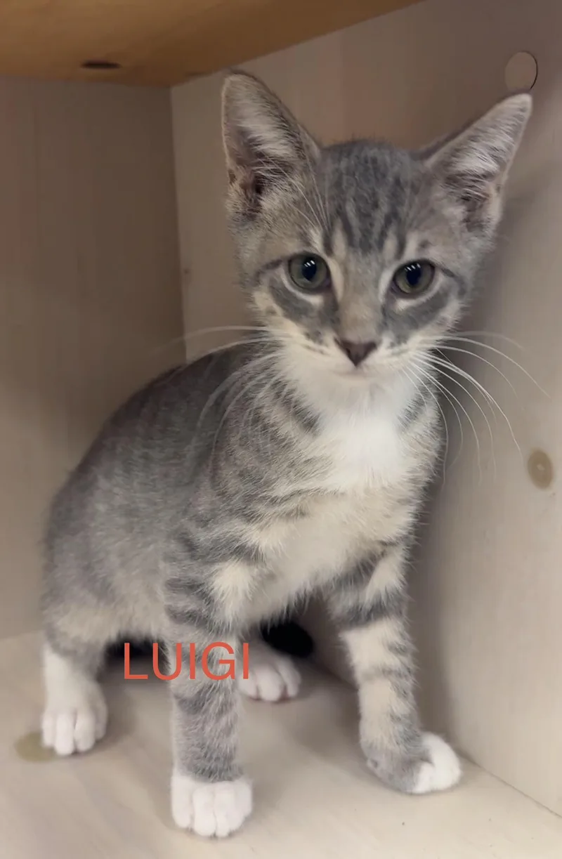 A baby medium-sized male Gray & White Domestic Short Hair cat named Luigi for adoption in South Elgin, IL