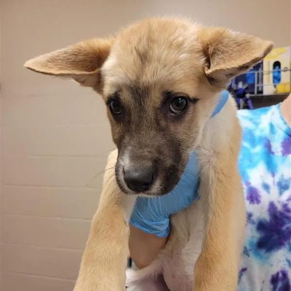 A baby small-sized female Yellow / Tan / Blond / Fawn Mixed Breed dog named Barbie for adoption in Tacoma, WA