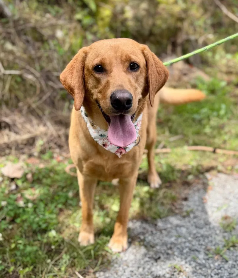 An adult medium-sized female Mixed Breed dog named Blair for adoption in Ellijay, GA