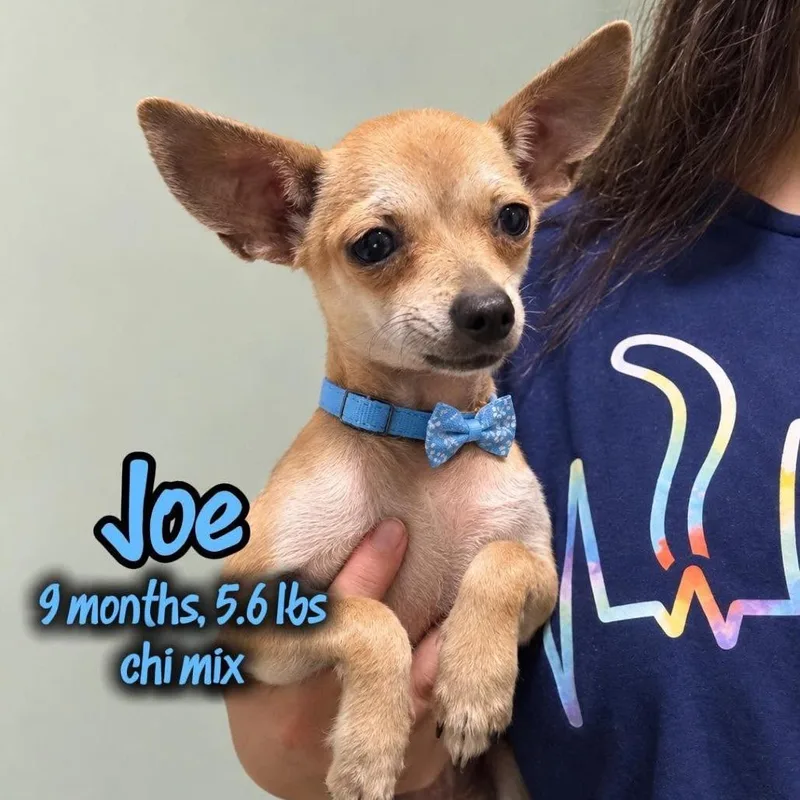 A young small-sized male Yellow / Tan / Blond / Fawn Chihuahua dog named Joe for adoption in Tampa, FL